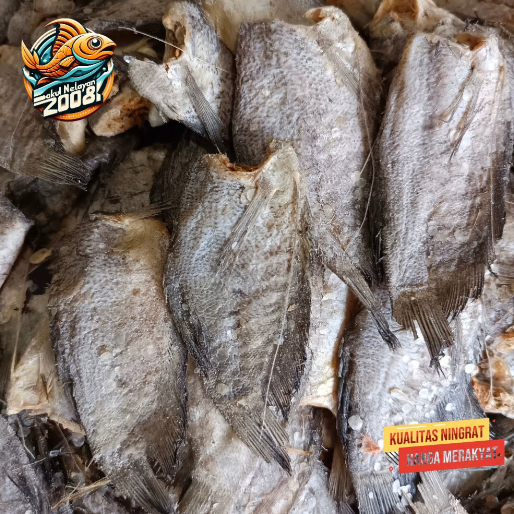 

Ikan sepat tanggung | ikan sepat asin