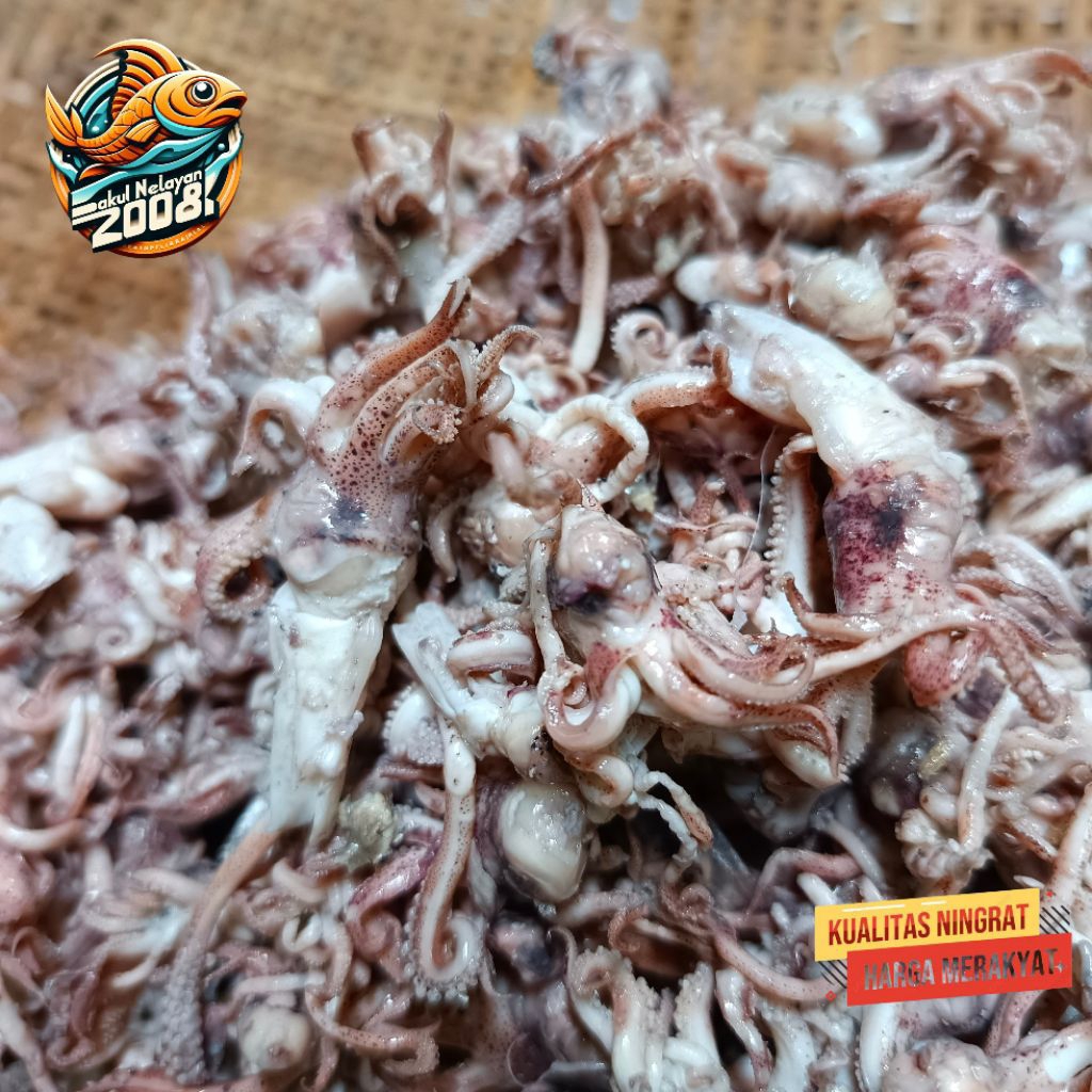 

Kepala cumi | pala cumi