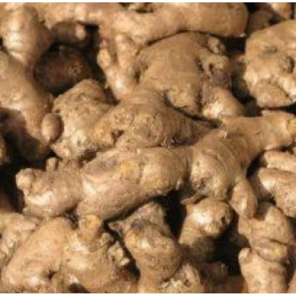 

JAHE GAJAH BESAR 1KG