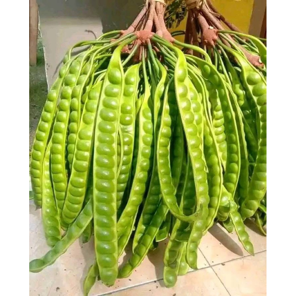 

Pete Petai Tua Super Grade A Isi 1 Papan Lonjor Fresh & Segar