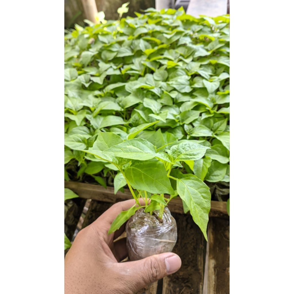 

husnafreshgarden 30 paket Bibit rawit hijau siap tanam bonus 2pcs