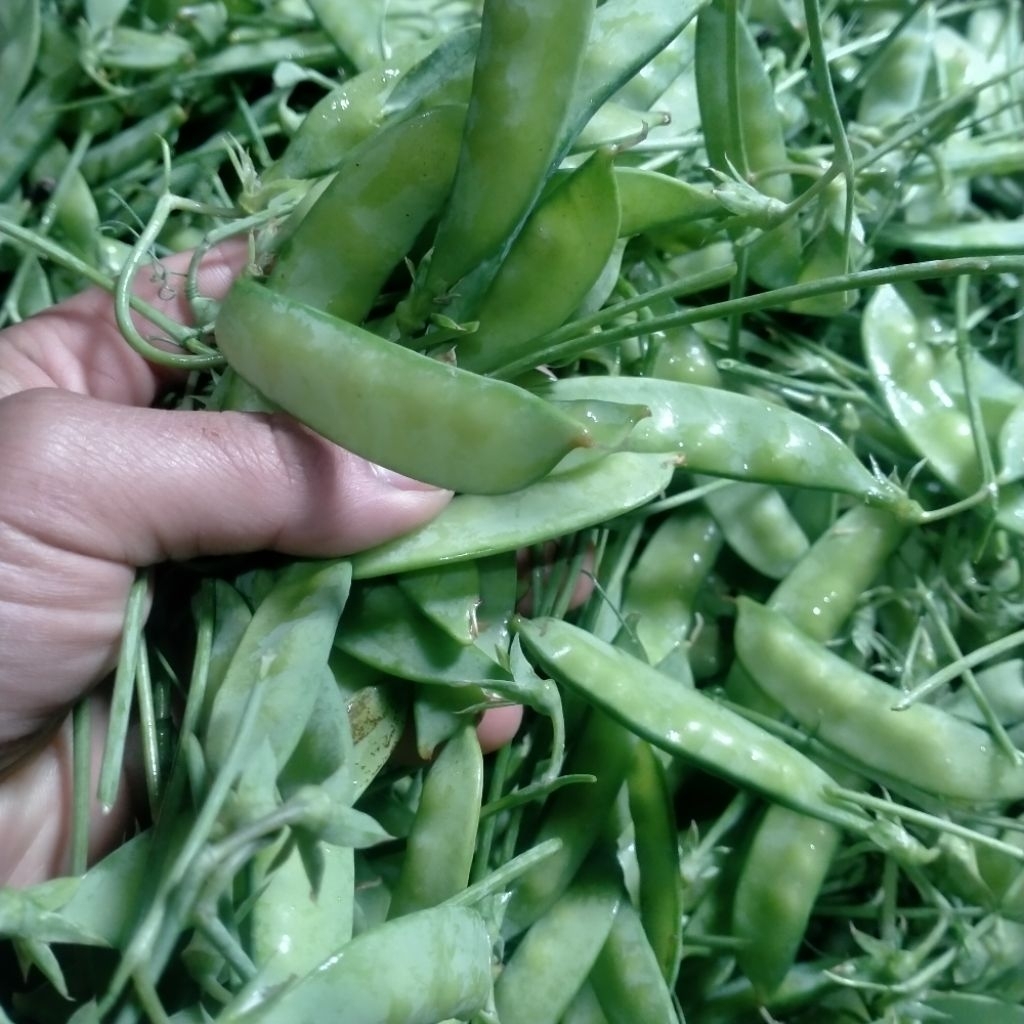 

kapri sayur 1kilo