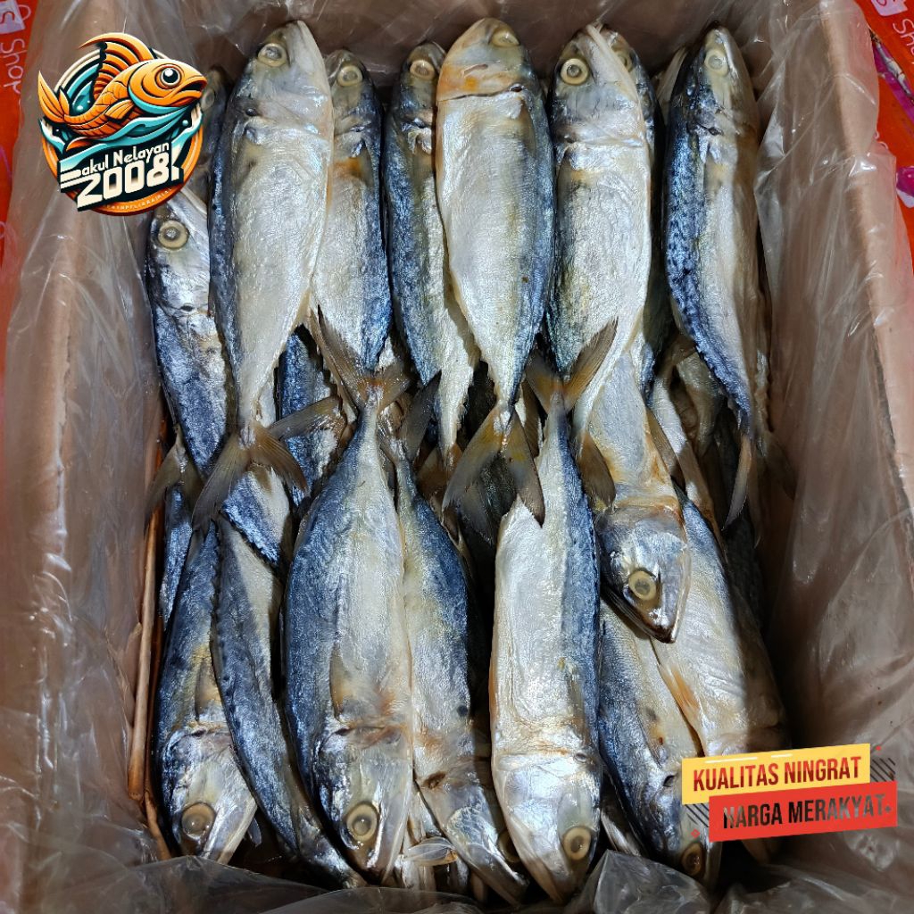 

Ikan asin peda | ikan asin peda putih