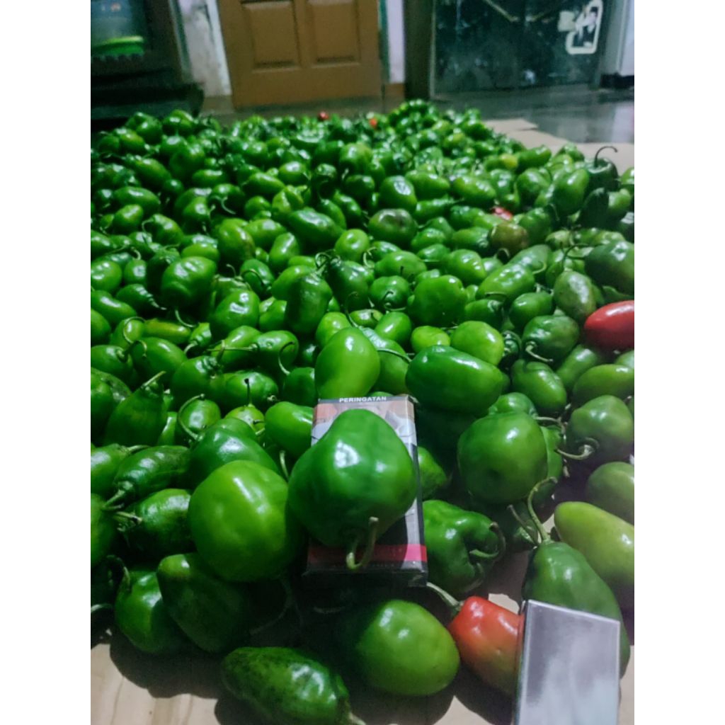 

cabe gendot langsung dari petani Pangalengan