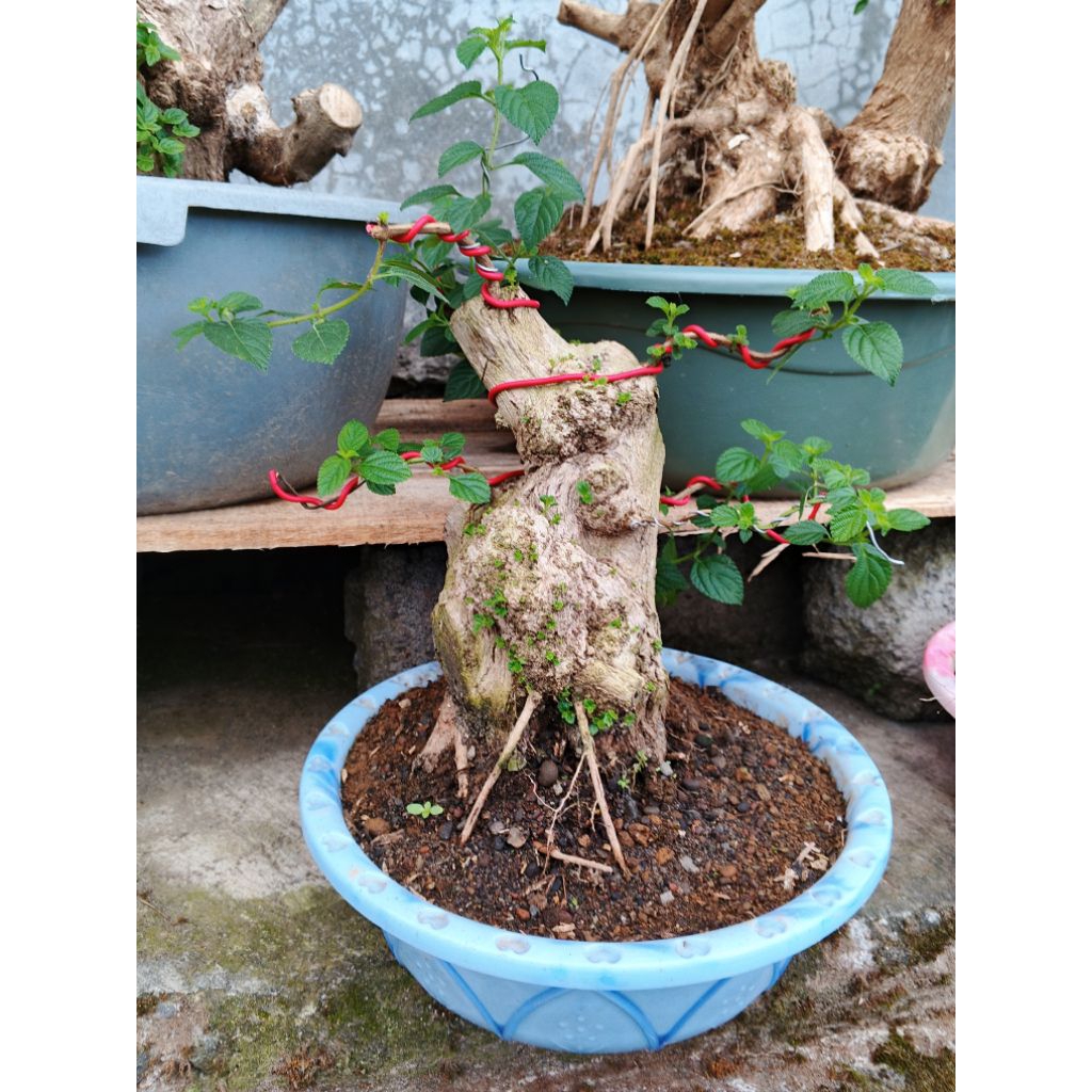 bonsai lantana/tanaman bunga lantana