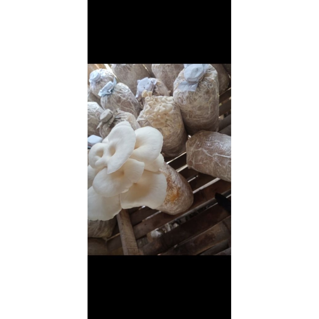 

baglog jamur berkualitas, 3000/log