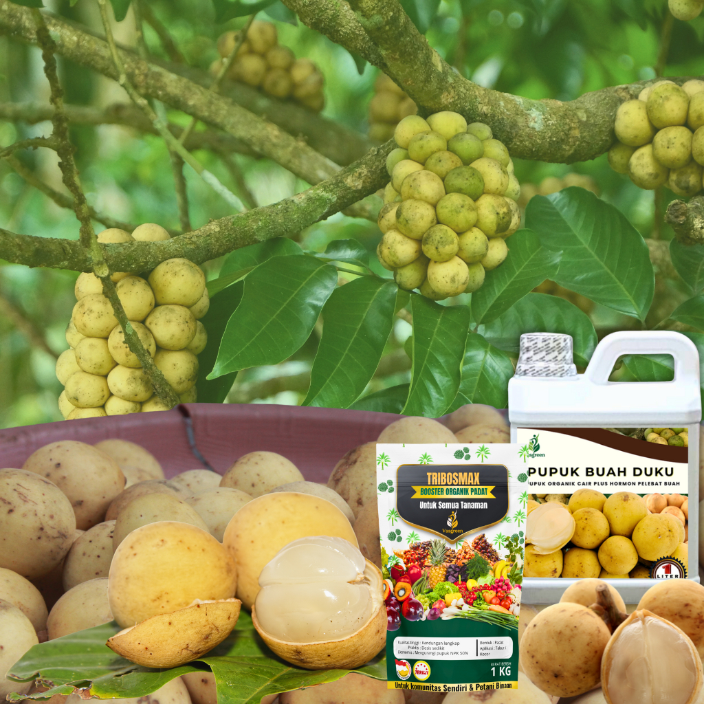 Pupuk Booster Organik Duku Cepat Berbuah 1Kg Perangsang Bunga & Pembesar Buah Pelebat Buah Duku