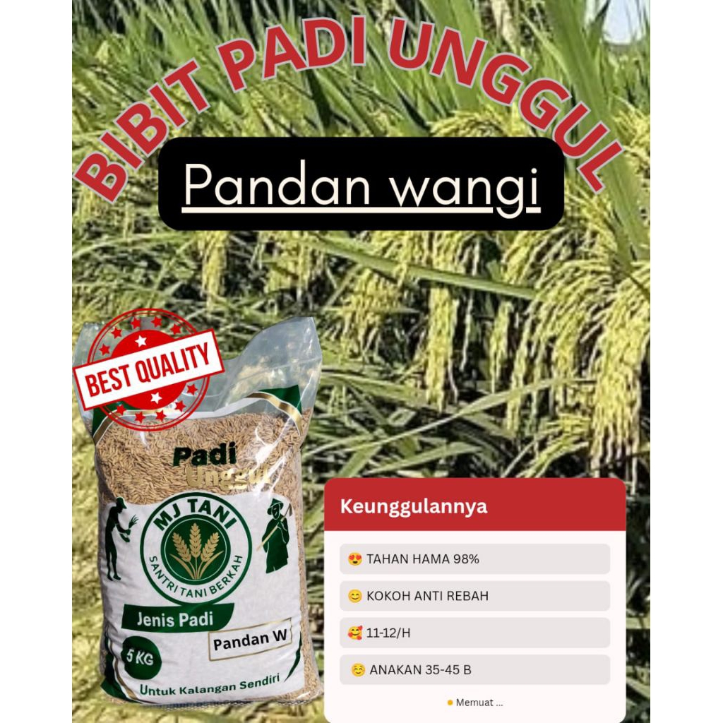 bibit padi pandan wangi original kemasan 5kg