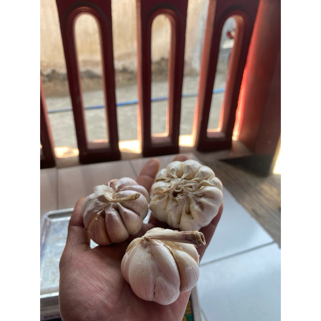 

1KG Garlic Bawang Putih Fresh Ukuran Jumbo Kualitas Terbaik Spices Bubuk Bawang Rempah