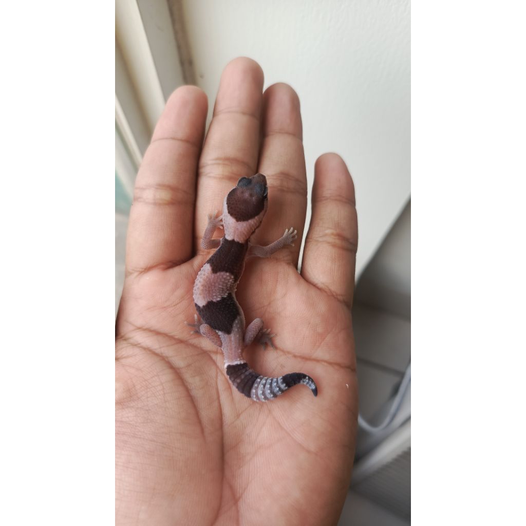 AFT GECKO BABY