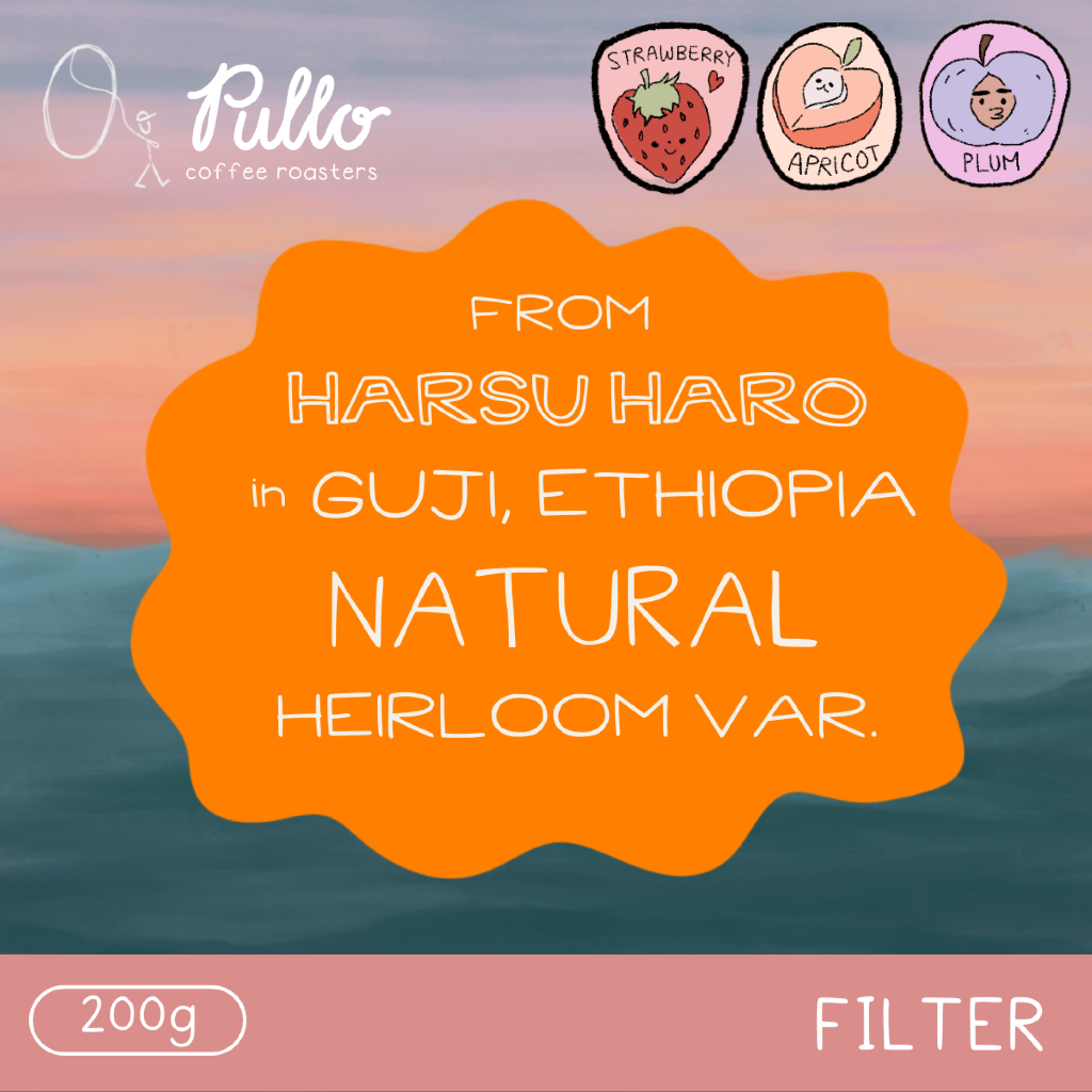 

Filter Roast - Ethiopia Guji Harsu Haro Natural