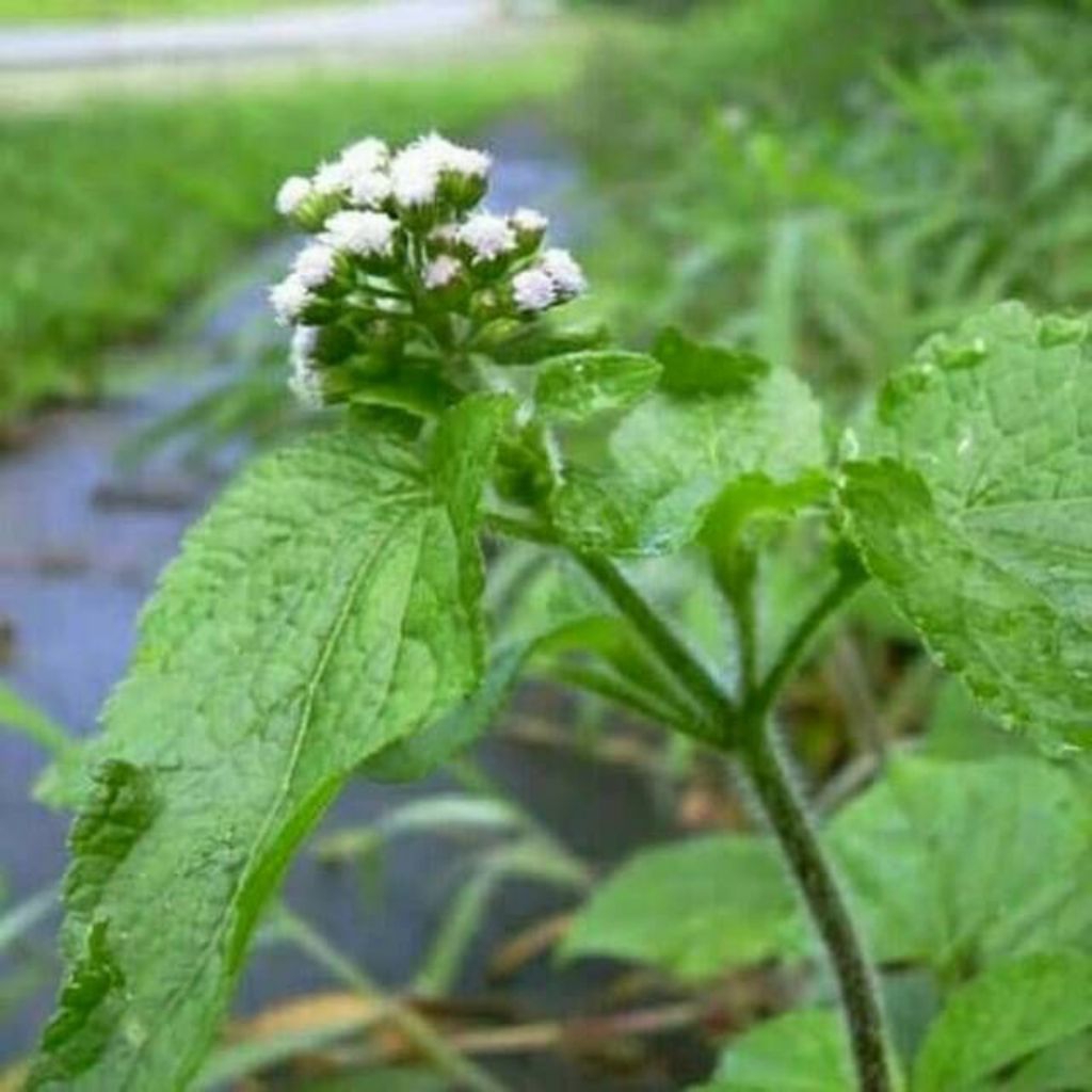 

daun bandotan(Ageratum conyzoides) herbal 200gram | murah meriah | produk berkualitas