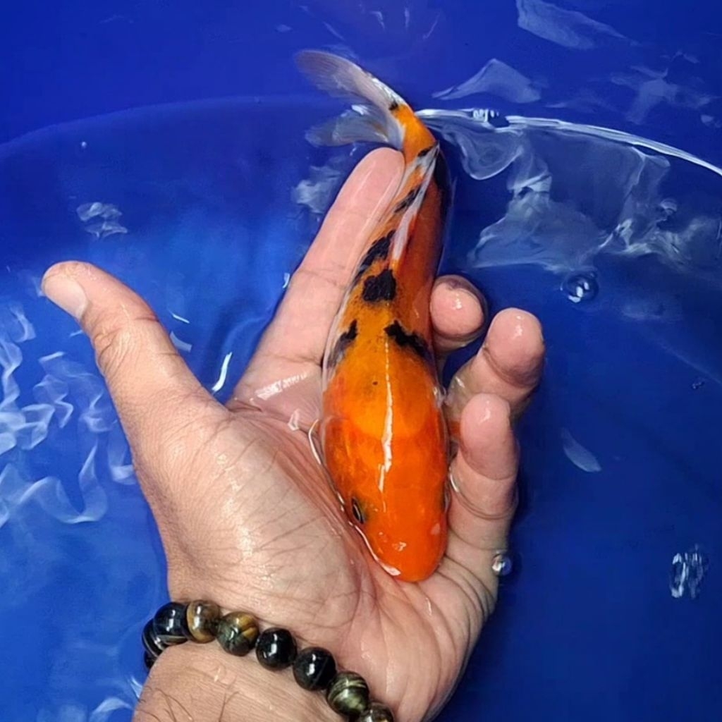Ikan Koi Blitar Jenis Sanke / Rumah Koi Jakarta / kode 0027