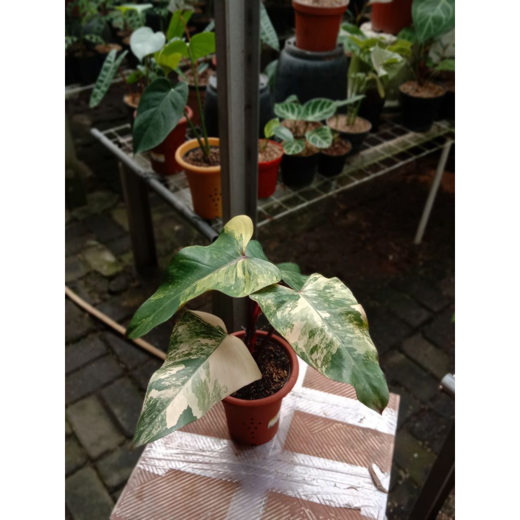 philodendron strawberry shake