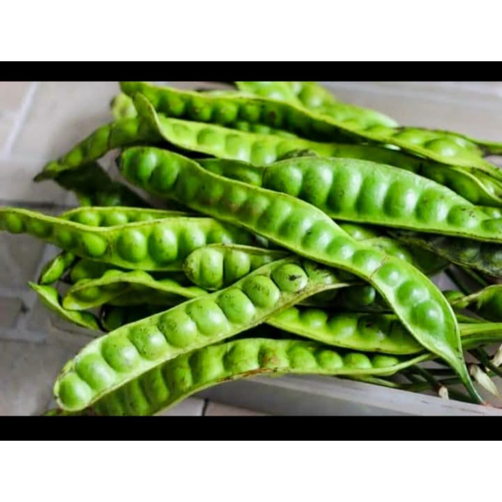 

petai segar pilihan untuk lalapan