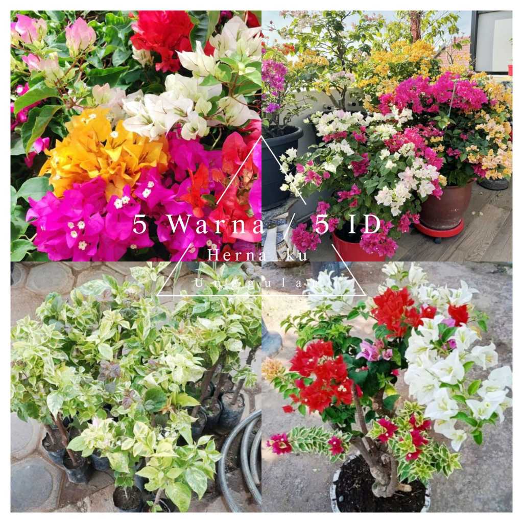 Bunga Bugenvil MIX 5 WARNA Unggulan / Bougenville 5 WARNA / 5 ID Siap Berbunga