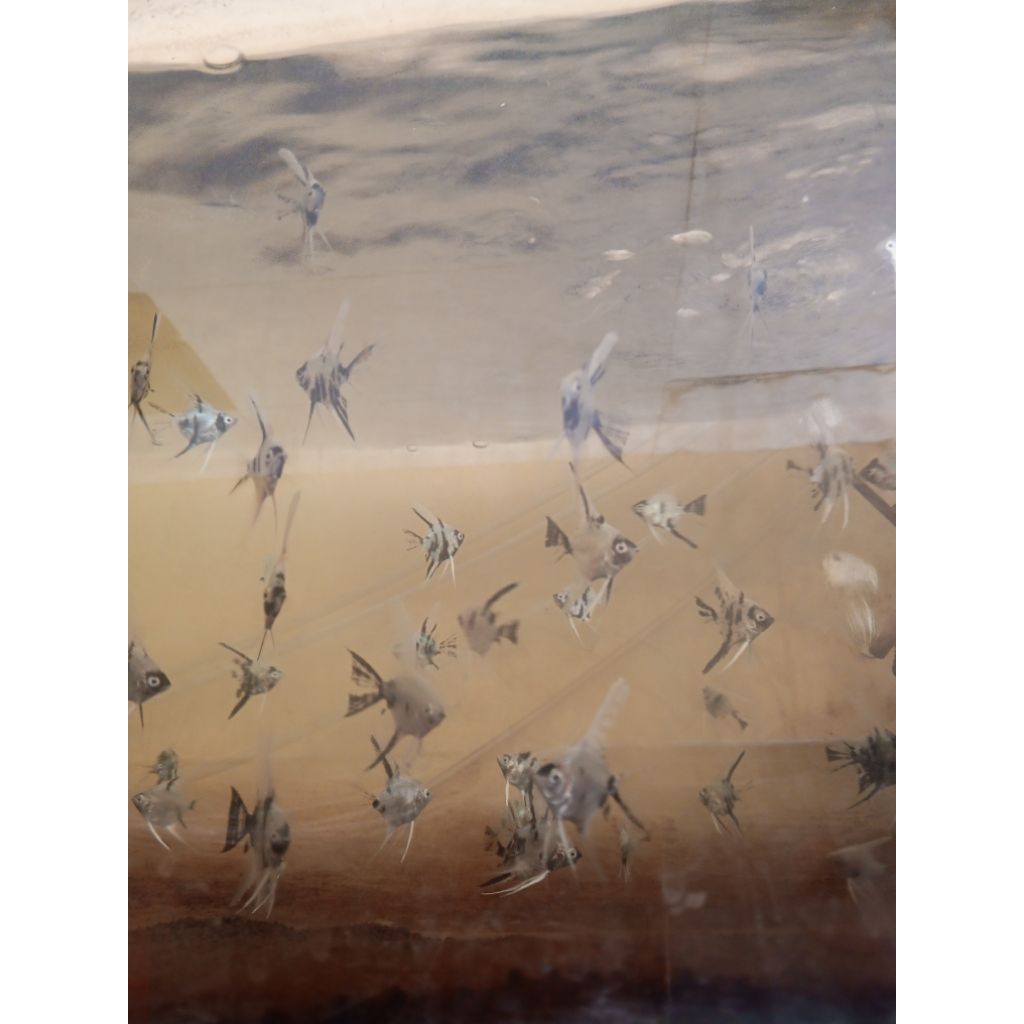 

Plastik gambar anak manfish 3 colour