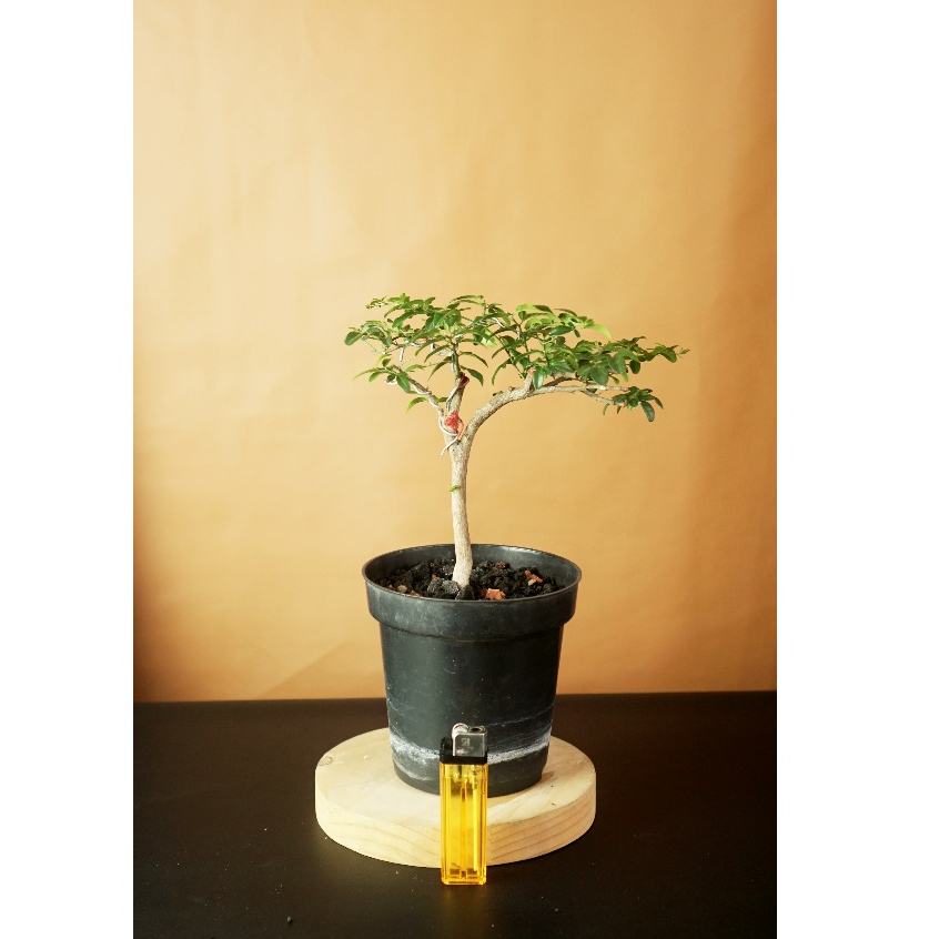 Bahan Bonsai Jeruk Kingkit