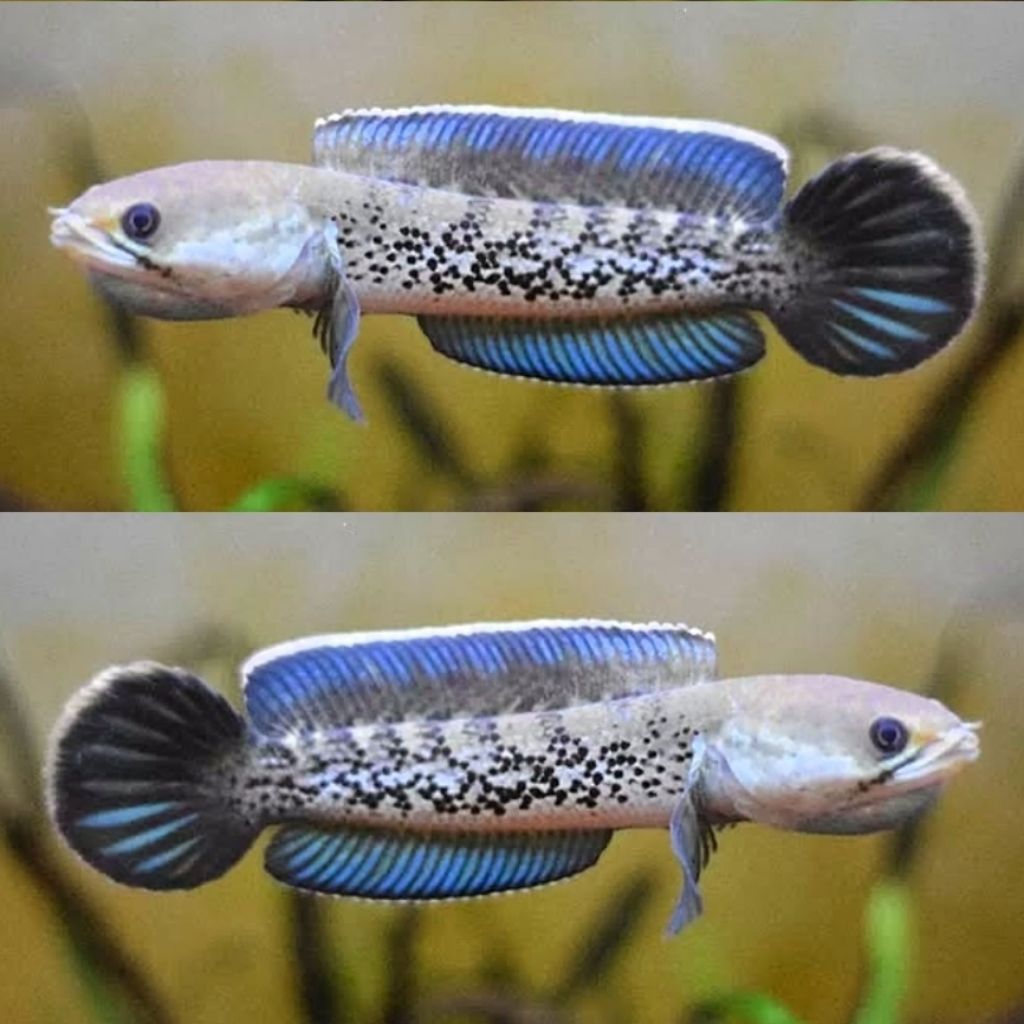 Garansi 100% Channa Stewarti karbi Good Quality