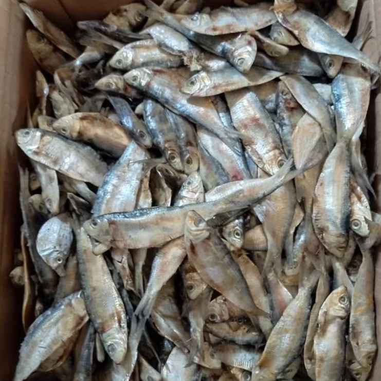 

IKAN TANJAN ASIN KERING 1/2 - 1 KG (500 - 1000 GRAM)