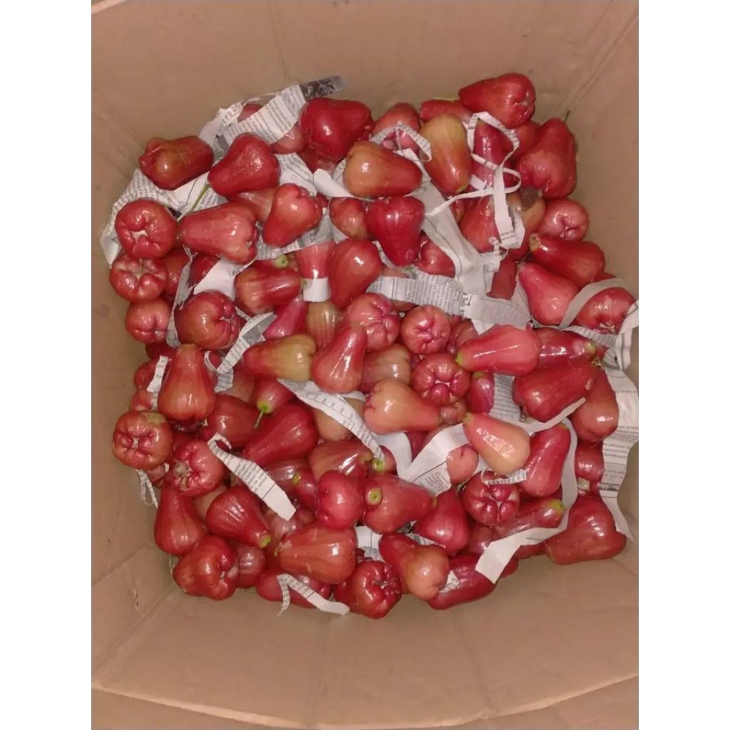 

jambu citra segar 1kg