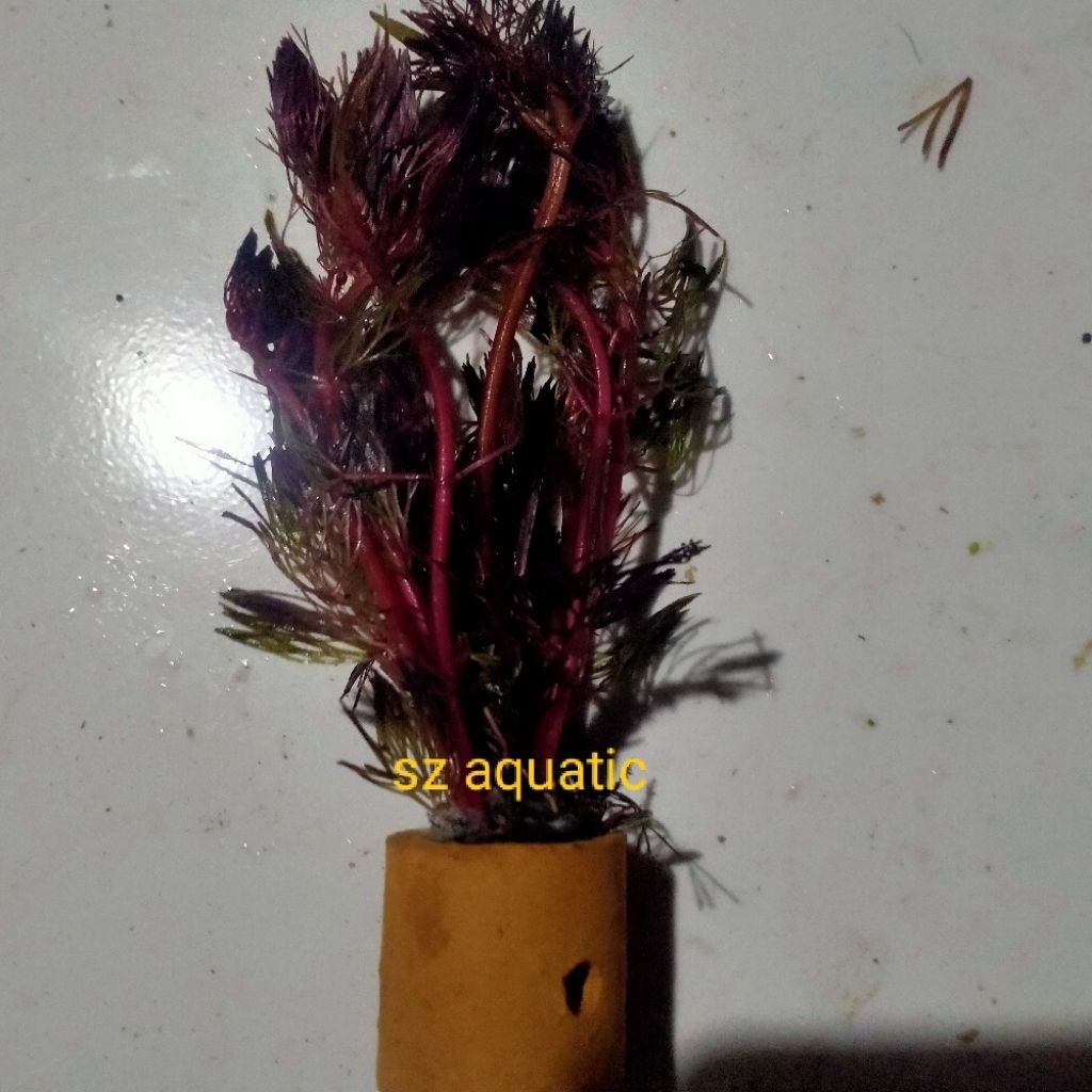 cabomba super red media pot aquascape