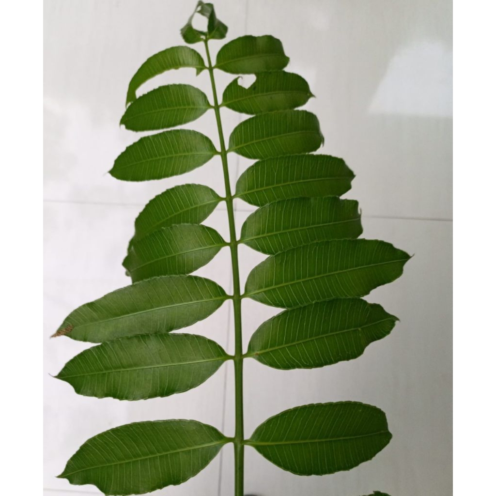 

100 gram daun kedondong segar