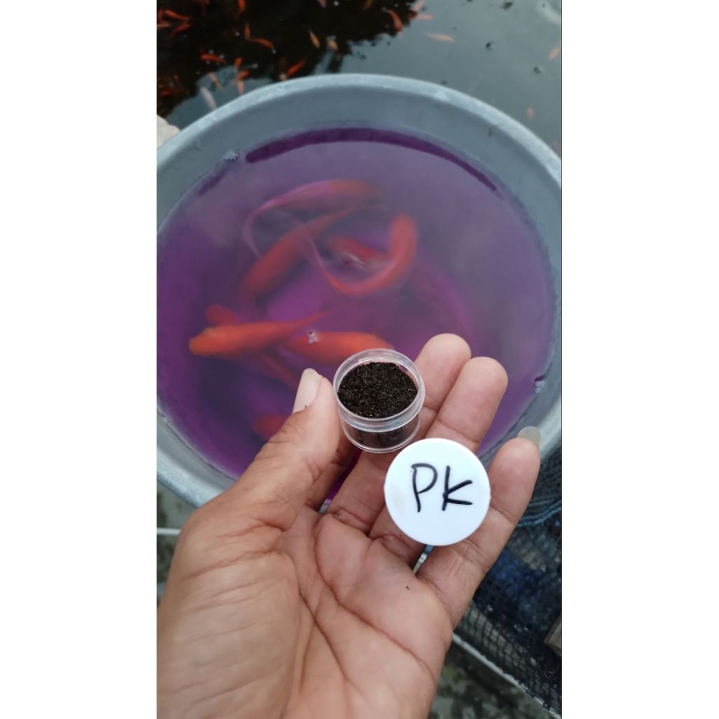 PK IKAN / OBAT JAMUR IKAN / KALIUM PERMANGANAT / OBAT CACAR IKAN 10g