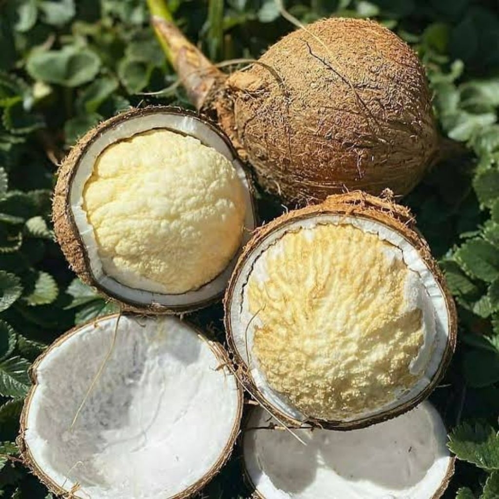 

kentos kelapa fresh segar enak TERMURAH ukuran BESAR CO 10 GRATIS 1