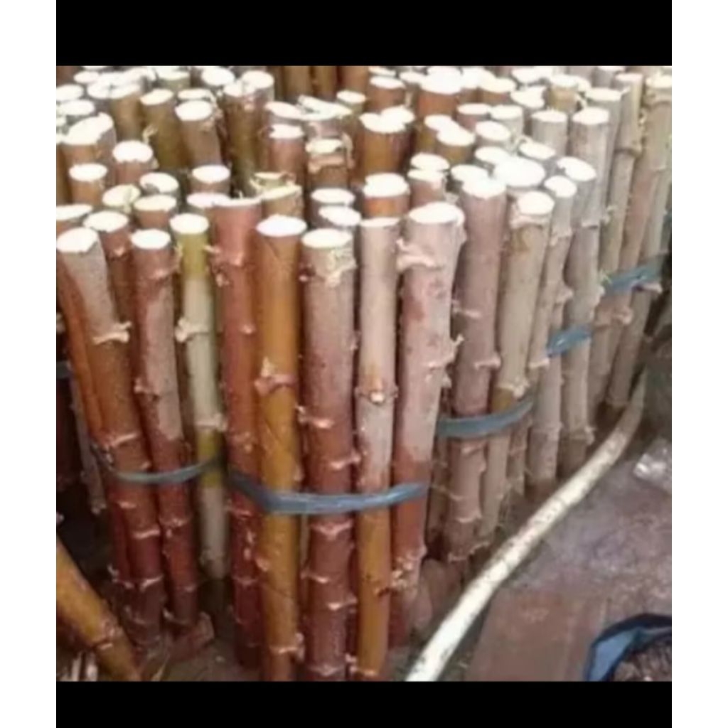 

BIBIT SINGKONG SUPER