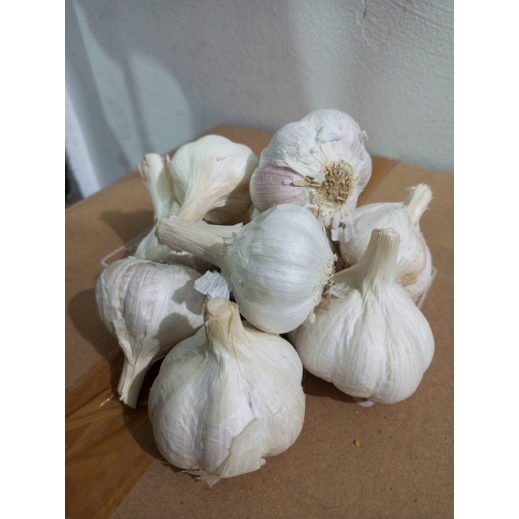 

Bawang kating tangkai kotor 1 kg