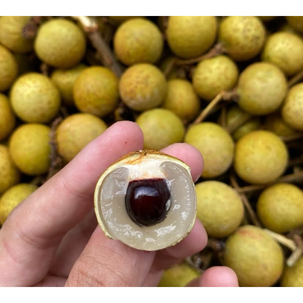 

Lengkeng Gold Thailand Premium