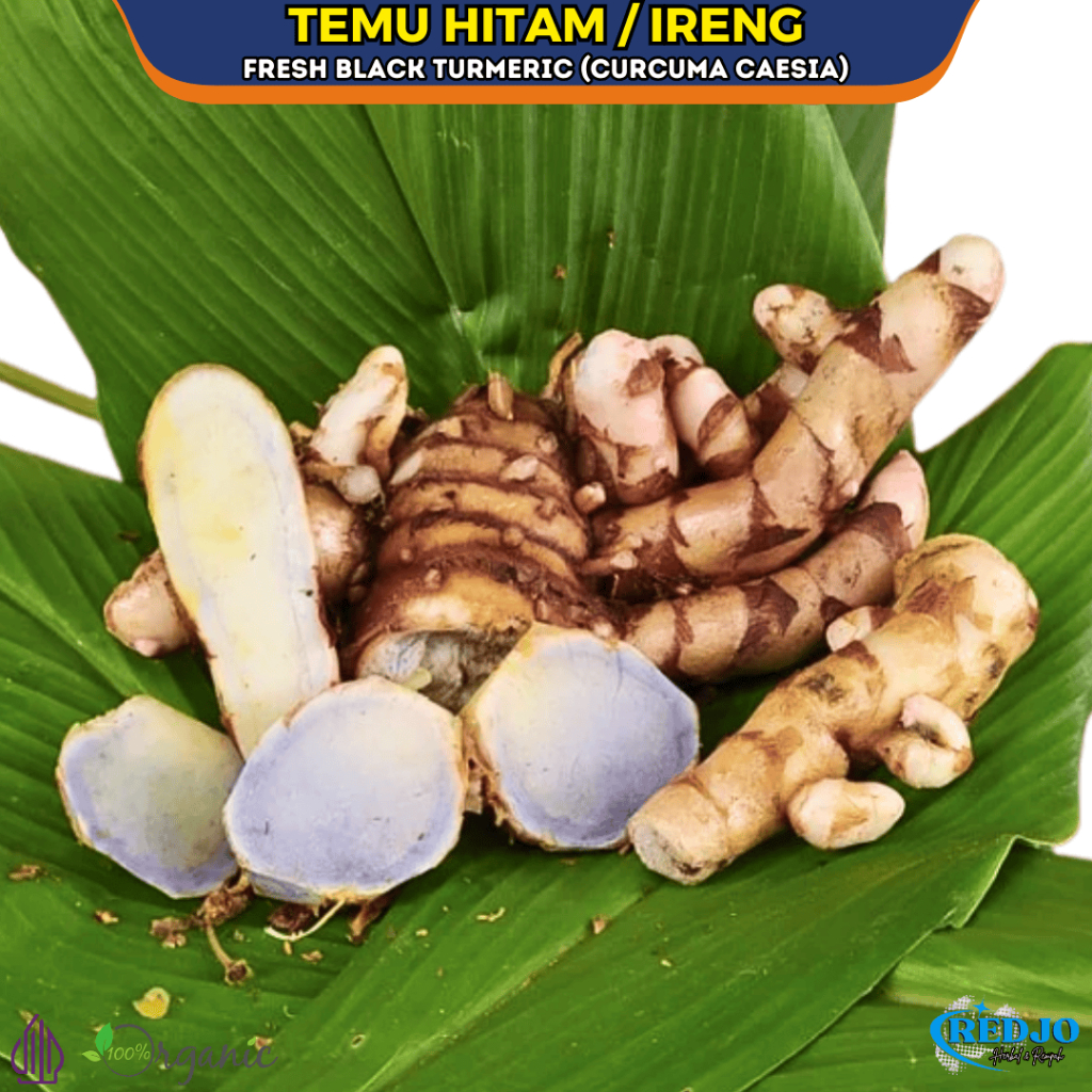 

Temu Hitam Kunyit Hitam Segar Tua Alami 1Kg Koneng Hideung Temu Ireng Curcuma Aeruginosa