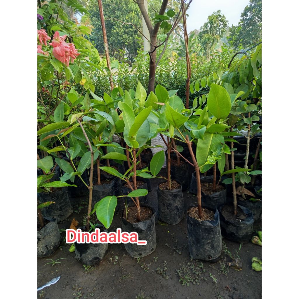 jambu citra jumbo polybag