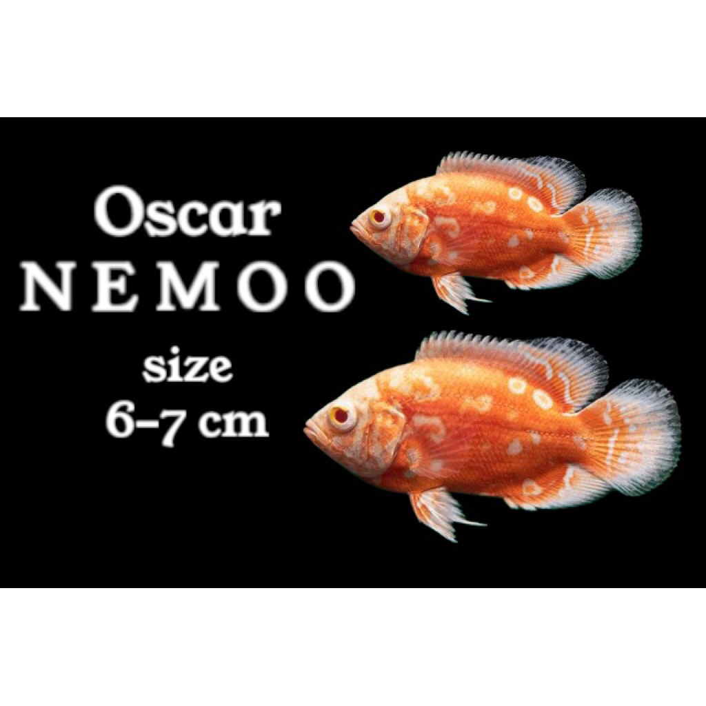 Hiasan aquarium oscar albino n3moo cepat besar dan bagus