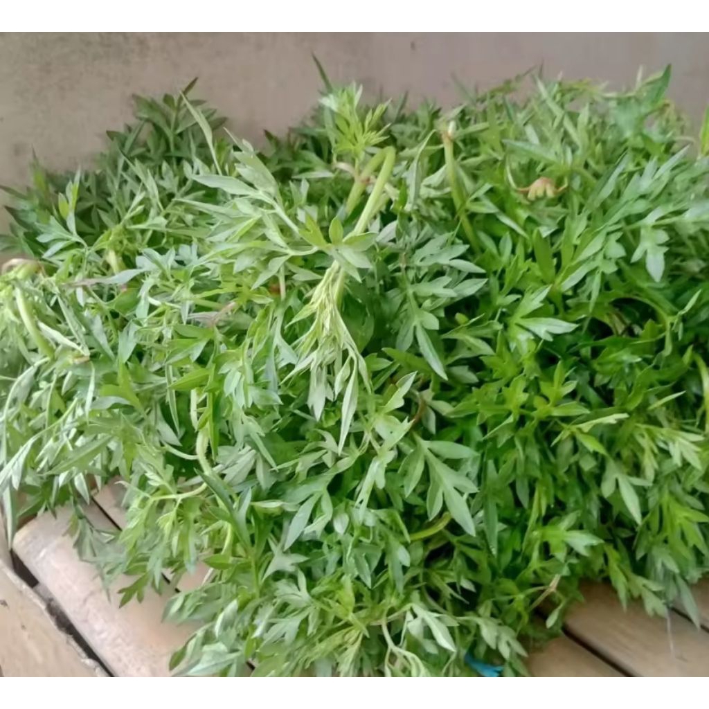 

kenikir sayur/daun kenikir segar fresh 1 ikat