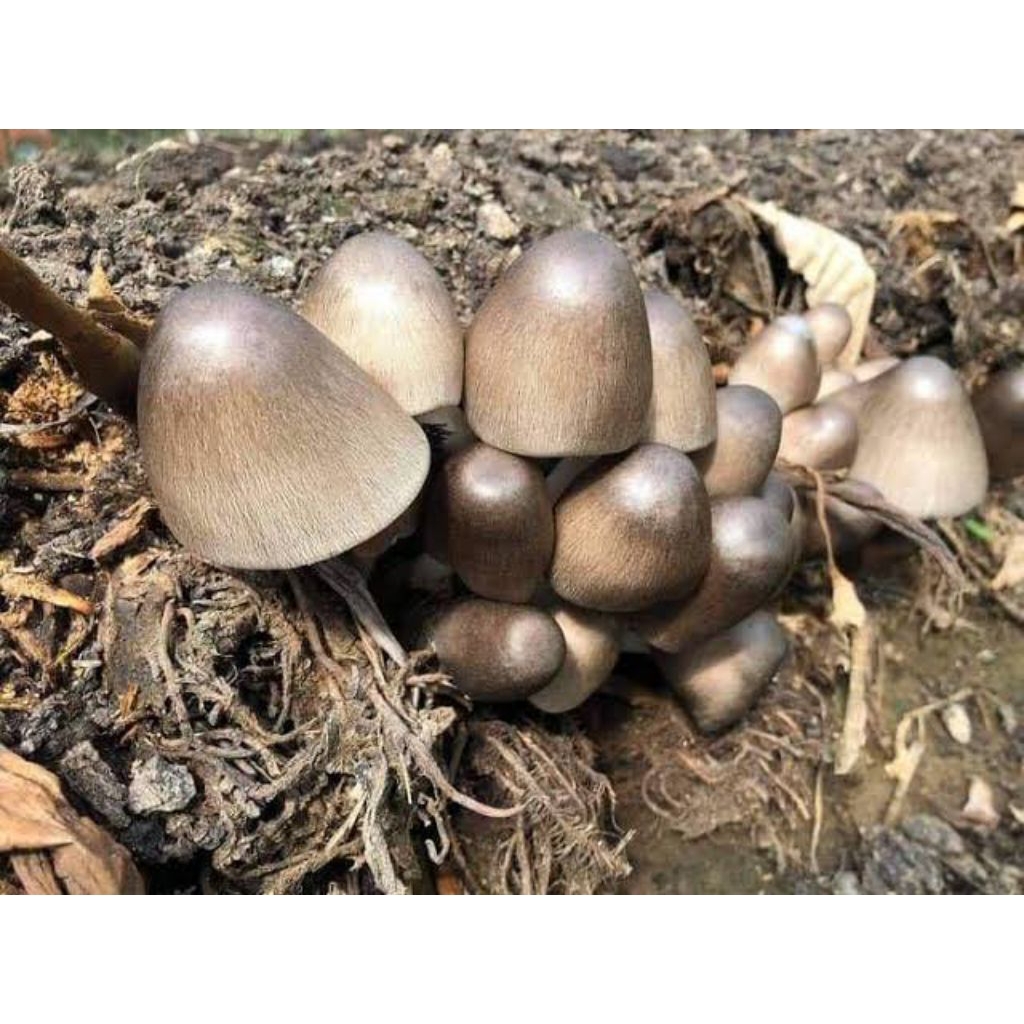 

Jamur Sawit Segar 250g