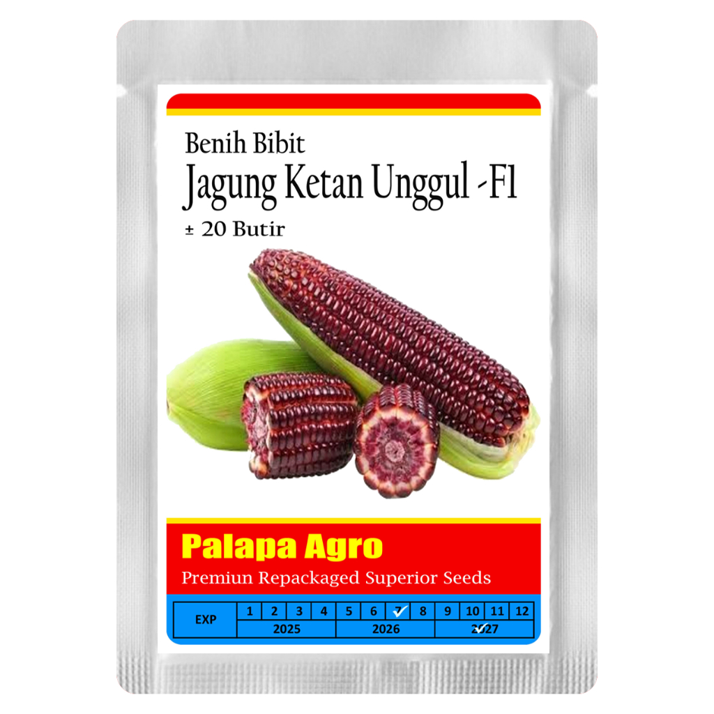 Bibit Jagung Ketan Ungu Unggul F1 - Benih Jagung Ketan  Super F1