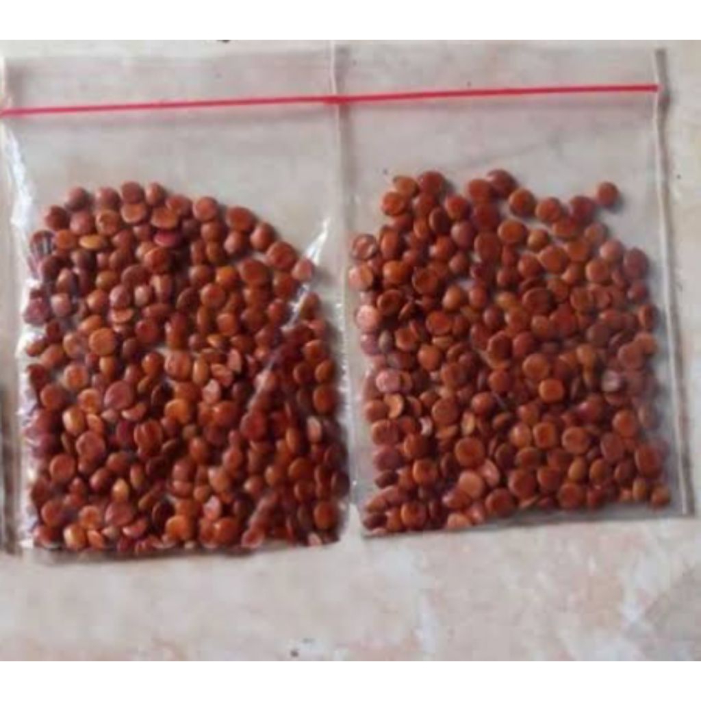 BENIH BIJI BIDARA ARAB ASLI 50 BUTIR