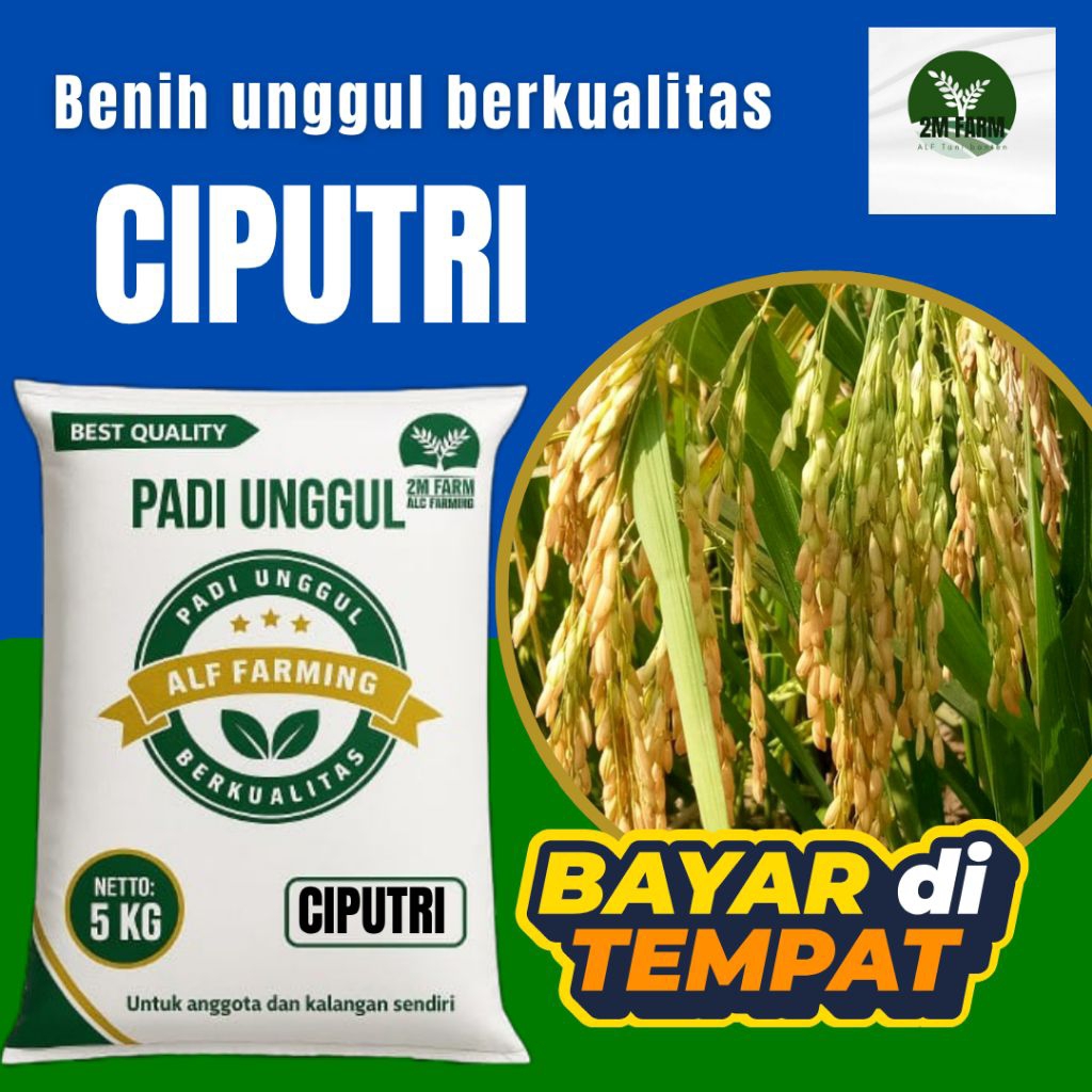 benih padi bibit unggul padi ci PUTRI kemasan 5kG