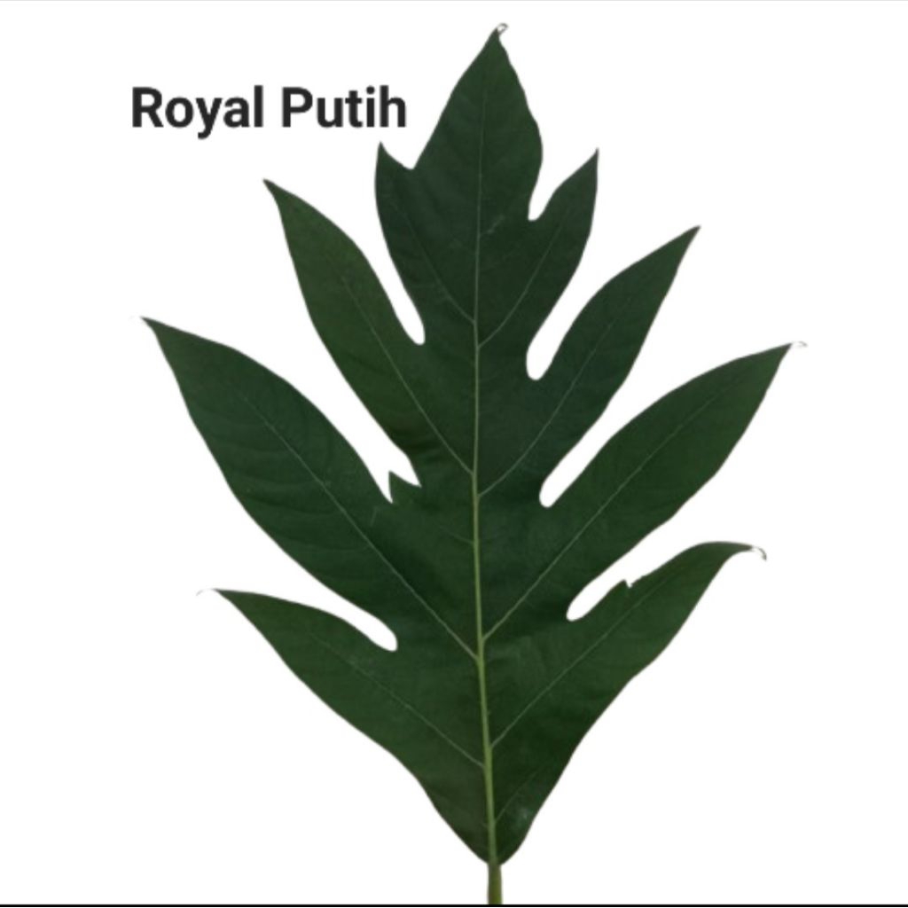 

DAUN SUKUN / KLUWIH / TIMBUL 1 HELAI SEGAR HERBAL ORGANIK PETIK SAAT ORDER