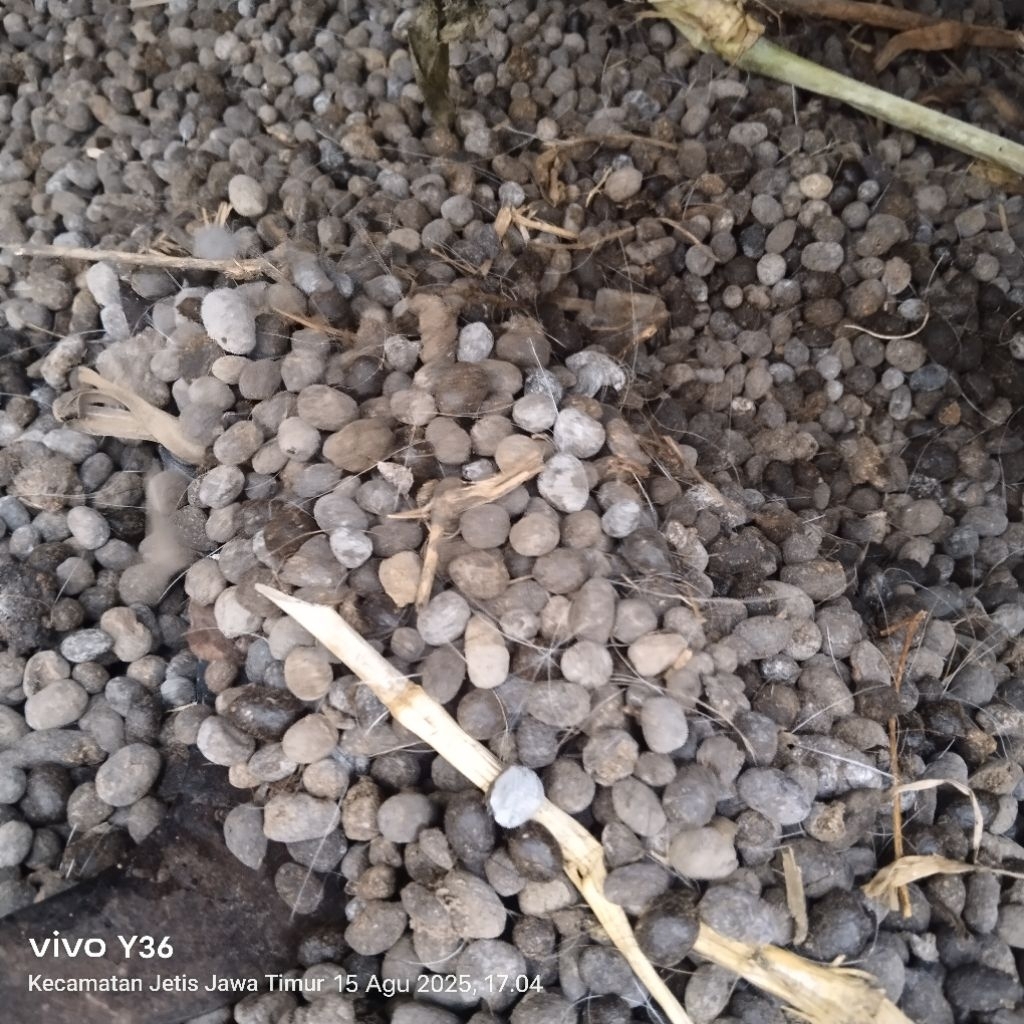 pupuk kandang pupuk organik pupuk kompos hohe kambing