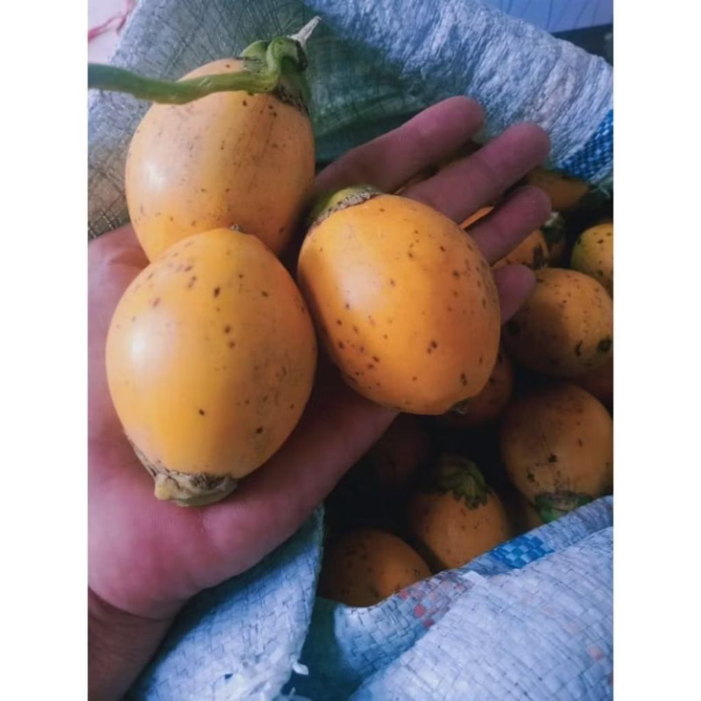 

Pinang Wangi Matang (50 Biji)