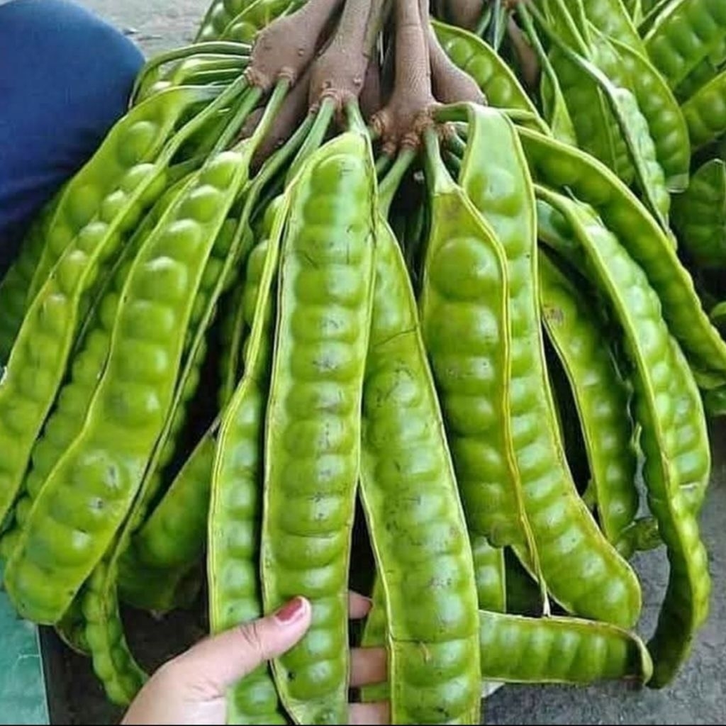 

5 papan Pete / patai tua segar dari gunung Muria cocok untuk lalapan dan sambal