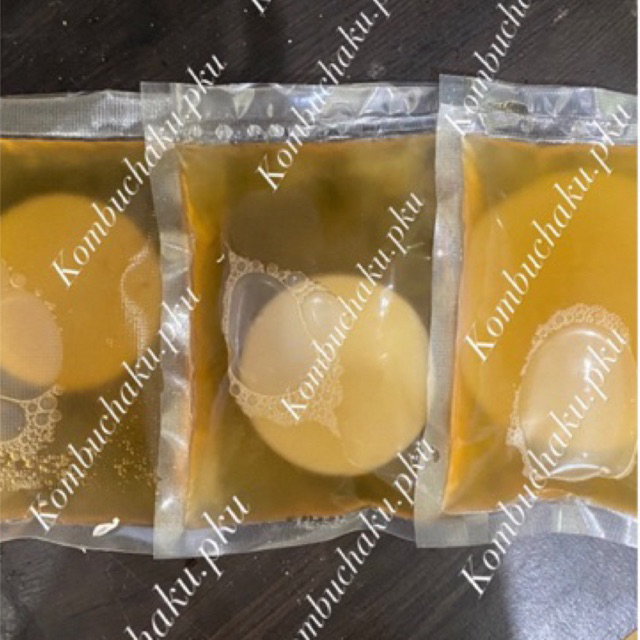 

scoby kombucha premium free starter siap konsumsi