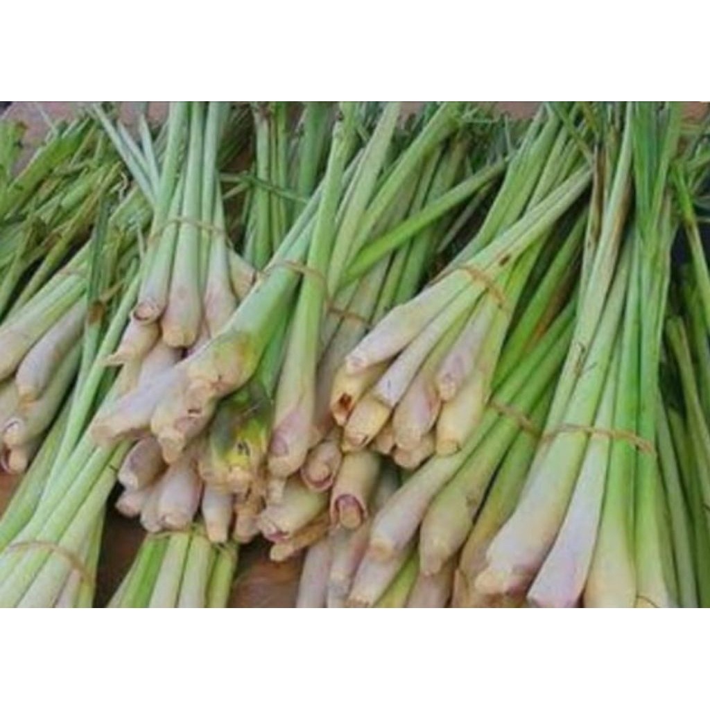 

(ORIGINAL) Sereh / Serai 1kg Bumbu Masakan Super segar