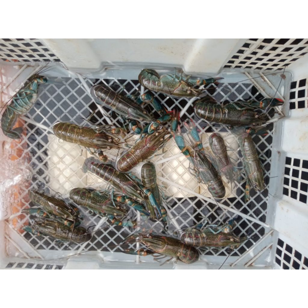 

ukuran 2-3 inci bibit lobster air tawar super konsumsi