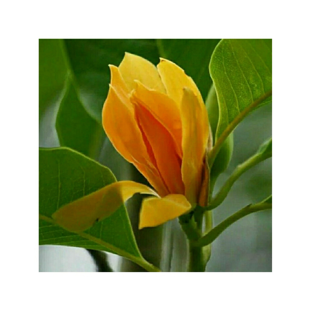 Kantil Kuning - Tanaman Hias Bunga Kantil Kuning - Kembang Kantil Kuning - Cempaka Kantil Kuning