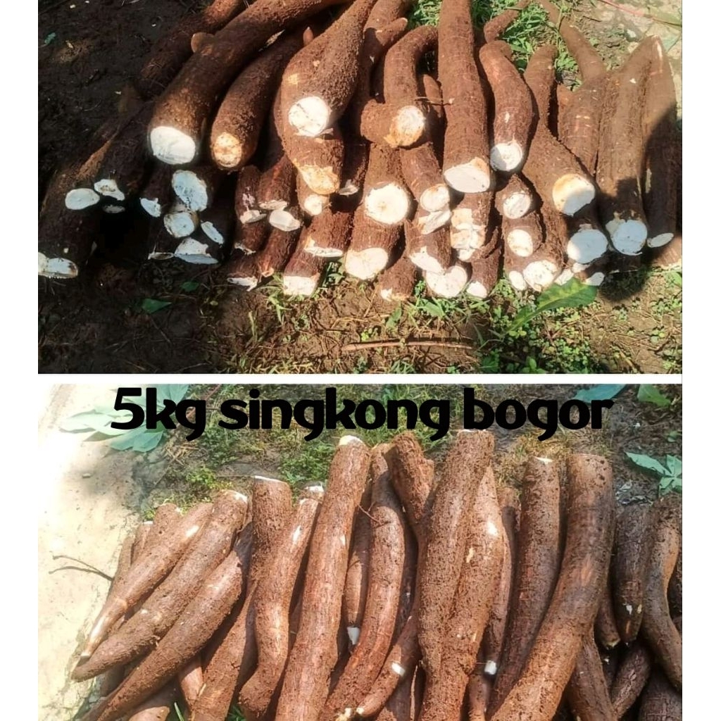 

5kg singkong bogor freshh segar dadakan