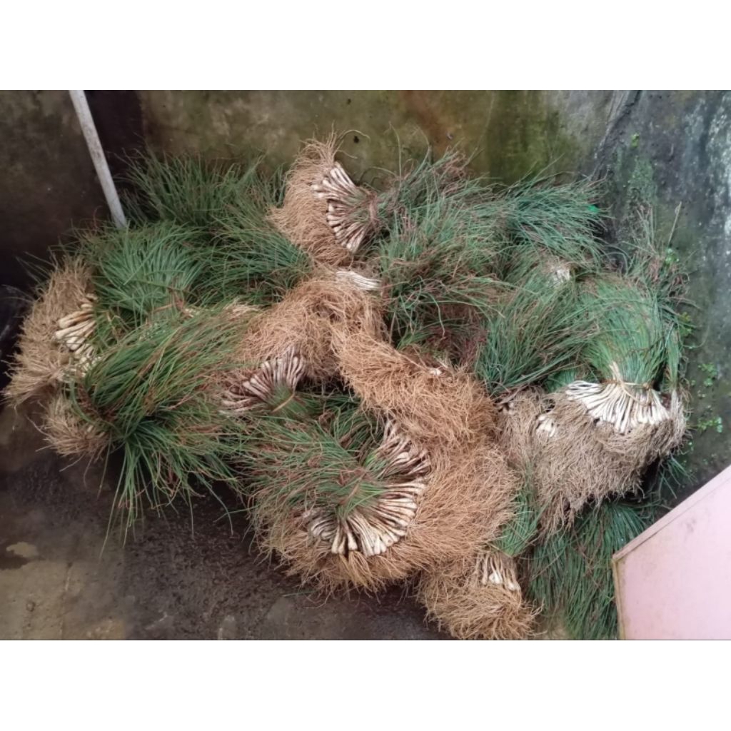 

Bawang kucai 500gr/ Bawang Batak Longkio/ 22seafood